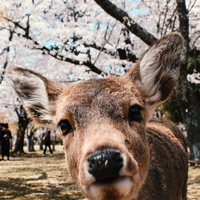 Exploring the Tranquil Beauty of Nara Park (奈良公園)